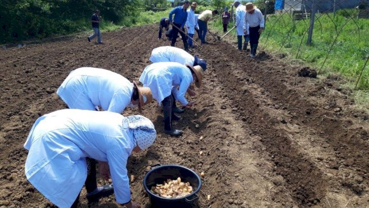Azərbaycanda yetişən bu bitki qızılı geridə qoyur... - Əkən zəngin olur Azərbaycanda yetişən bu bitki qızılı geridə qoyur... - Əkən zəngin olur