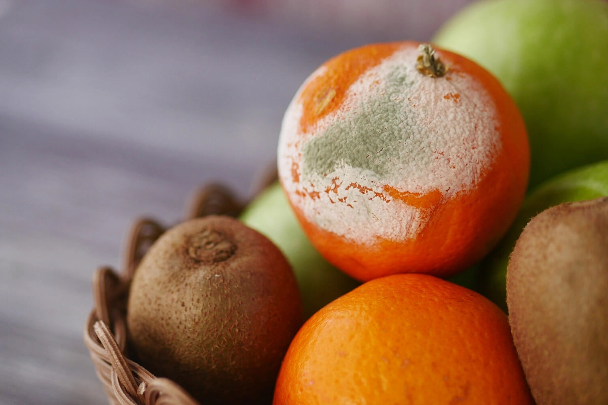 Meyvə-tərəvəz niyə tez xarab olur? - Mətbəxdə edilən ən yayğın səhv Meyvə-tərəvəz niyə tez xarab olur? - Mətbəxdə edilən ən yayğın səhv