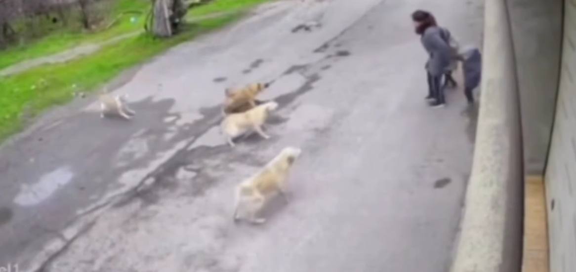 Bakıxanovda küçə itləri ana və uşaqlarına hücum etdi &ndash; VİDEO