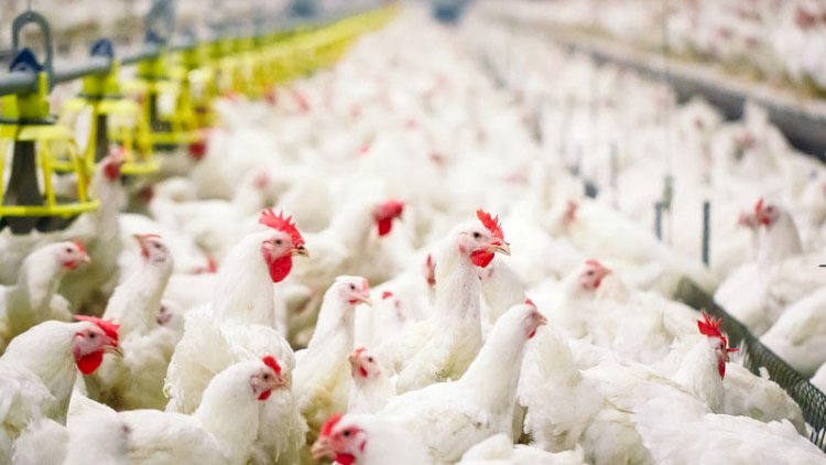 Ekspertlərdən quş əti bazarındakı qiymət artımı ilə bağlı AÇIQLAMA