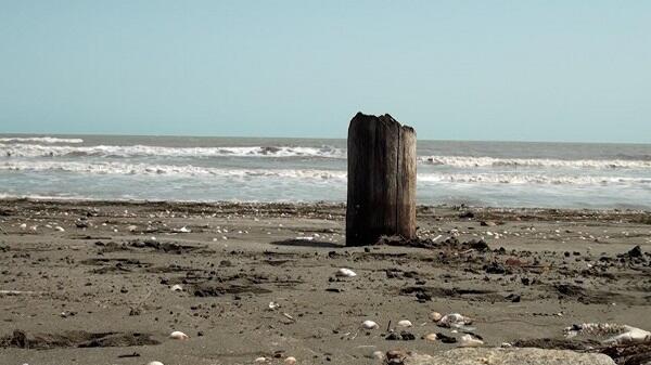 Xəzər geri çəkilir: Yeni ekosistem yaranır – FOTO Xəzər geri çəkilir: Yeni ekosistem yaranır – FOTO