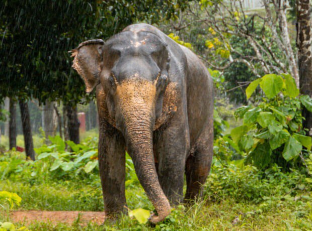 Tailandda fil turisti öldürdü - VİDEO