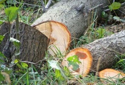 Paytaxtda nə qədər ağac aşıb? - FOTO