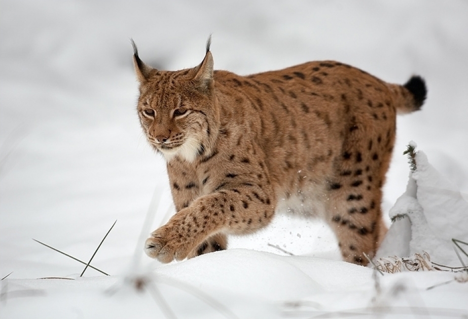 Xocavənddə vəhşi heyvan TƏHLÜKƏSİ - Kənd sakinləri qorxu içində - FOTO