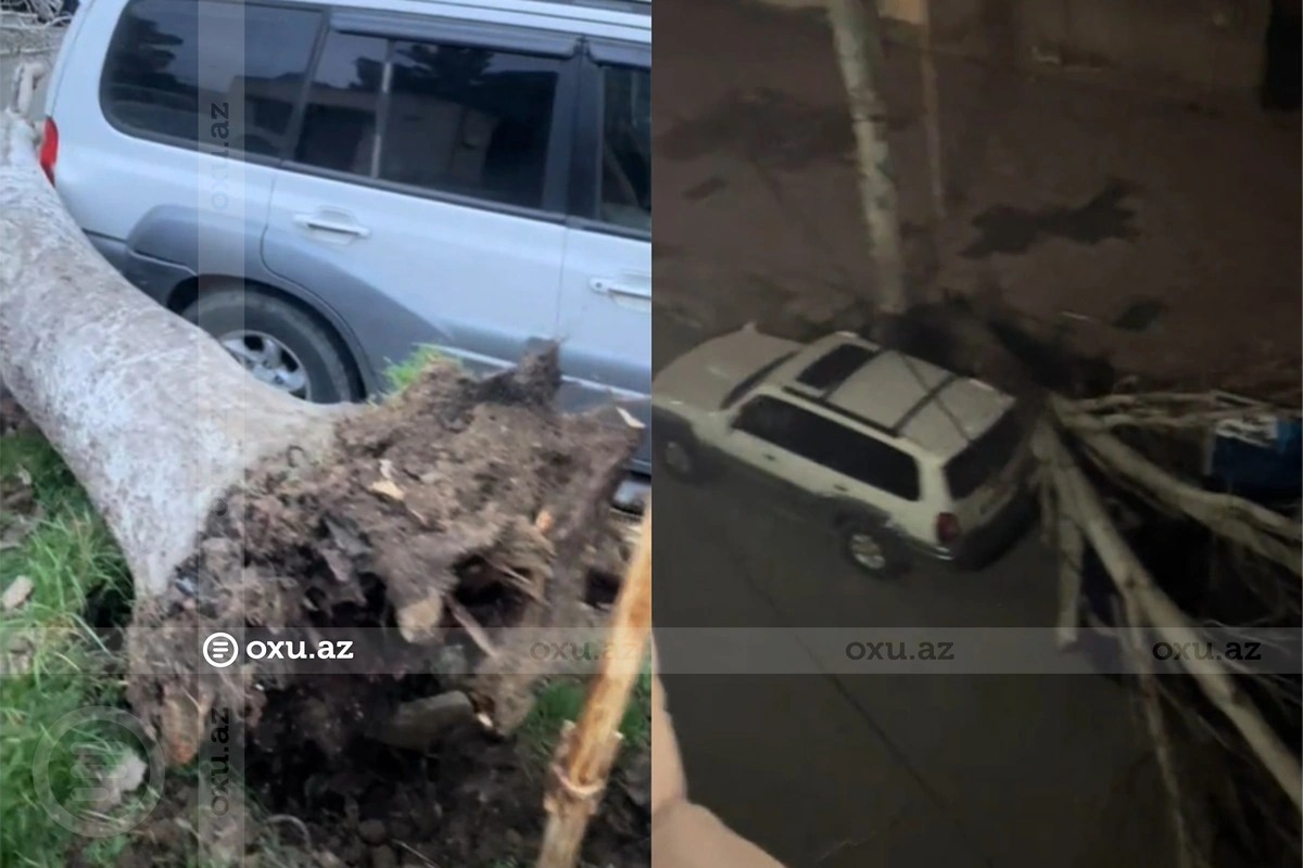 Bakıda ağac maşınların üzərinə aşdı &ndash; VİDEO