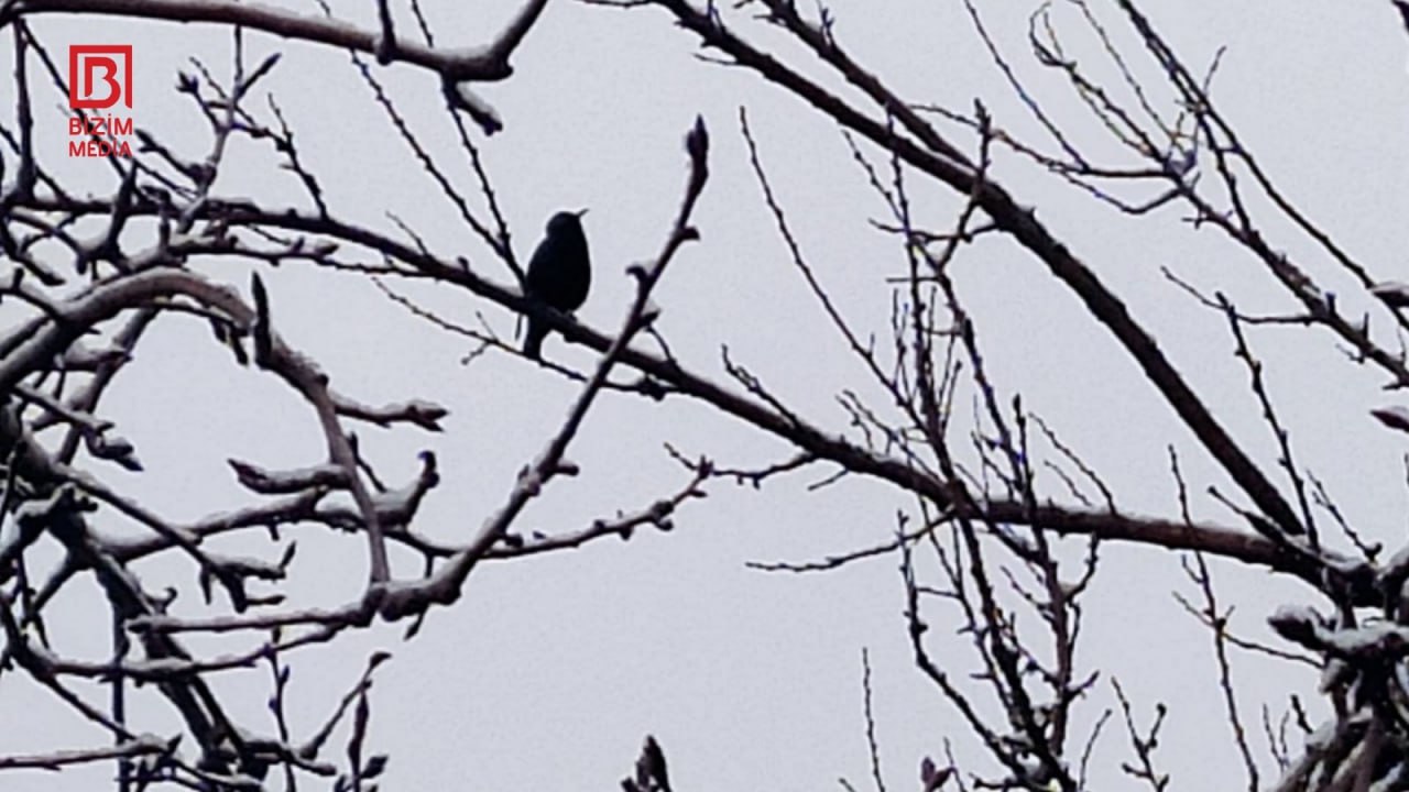 Şaxtalı hava əkin sahələrində məhsuldarlığa necə təsir edəcək? &ndash; FOTO