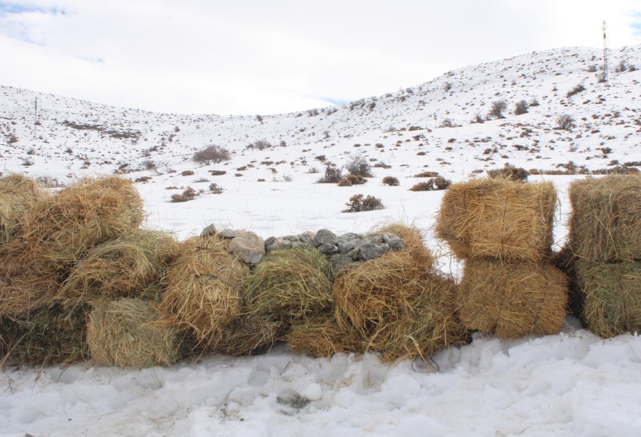 Naxçıvanda çöl heyvanları üçün biotexniki tədbir təşkil olundu Naxçıvanda çöl heyvanları üçün biotexniki tədbir təşkil olundu