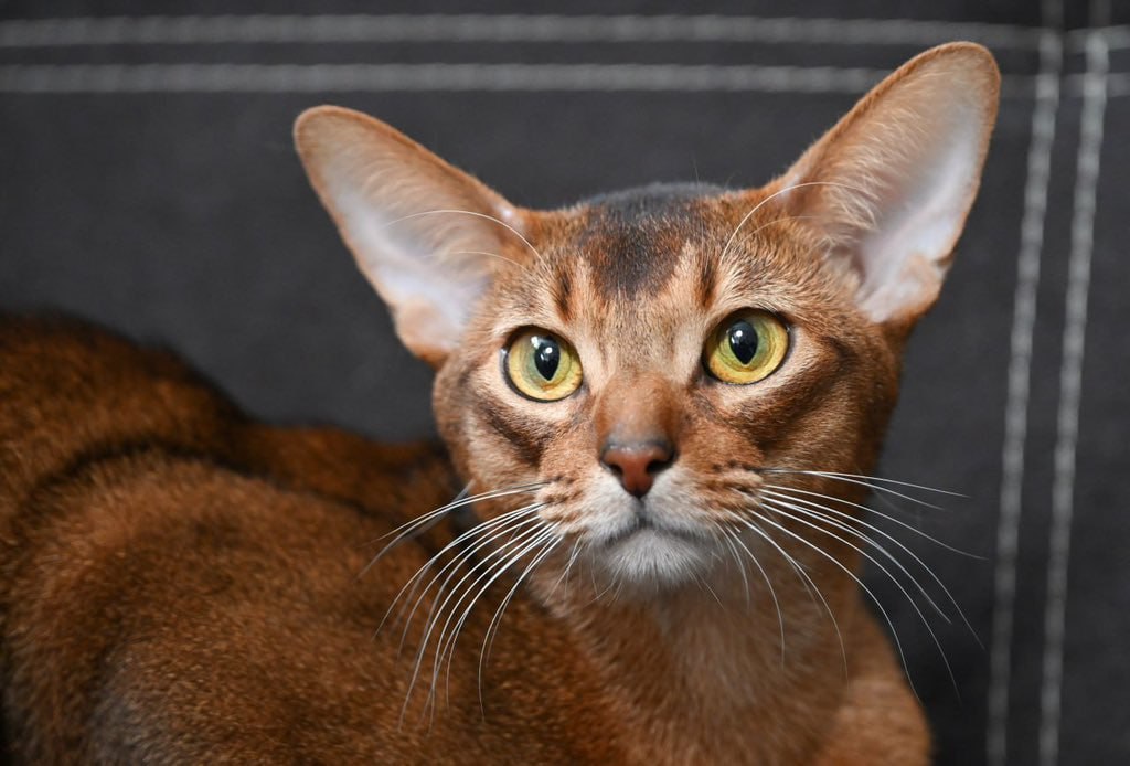 Dünyanın ən gözəl pişiyi &ldquo;EVLƏNİR&rdquo; &ndash; VİDEO