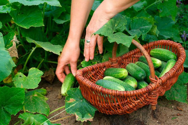 Rusiyada xiyarın qiyməti rekord həddə yüksəldi