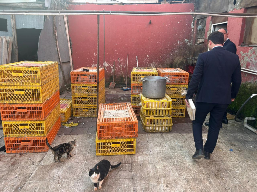 Masallıda qanunsuz fəaliyyət göstərən toyuq sexi AŞKARLANDI - FOTO/VİDEO