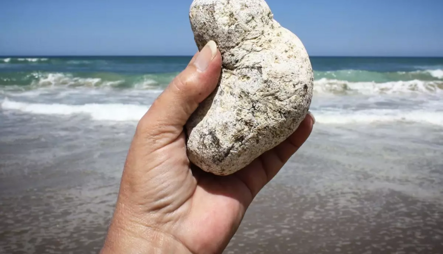Adi bir daş kimi görünür, sahildə tapan varlanır - FOTO Adi bir daş kimi görünür, sahildə tapan varlanır - FOTO