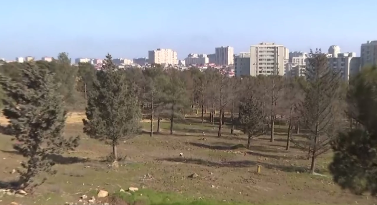 Yasamaldakı meşəlikdə bina tikiləcək? – VİDEO Yasamaldakı meşəlikdə bina tikiləcək? – VİDEO