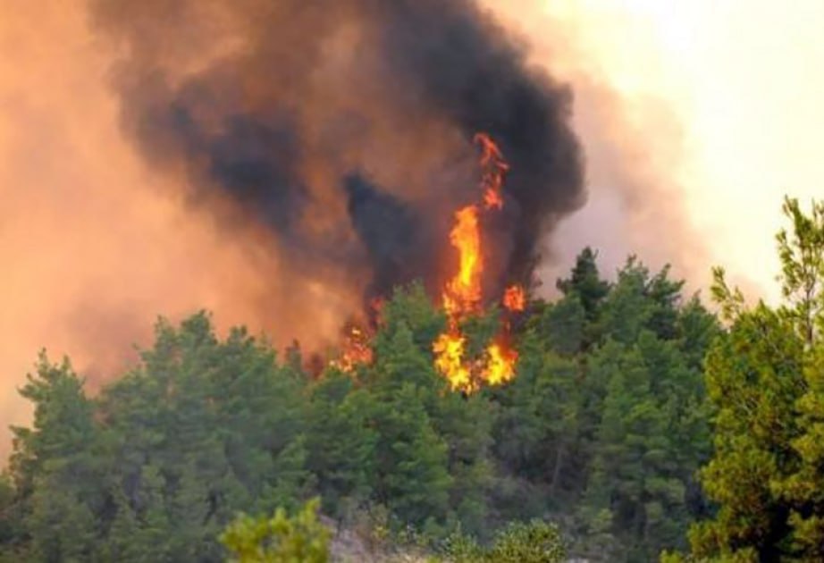 Bu bölgələrimizdə meşə yanğınları riski ARTIR – Ekoloqdan XƏBƏRDARLIQ Bu bölgələrimizdə meşə yanğınları riski ARTIR – Ekoloqdan XƏBƏRDARLIQ