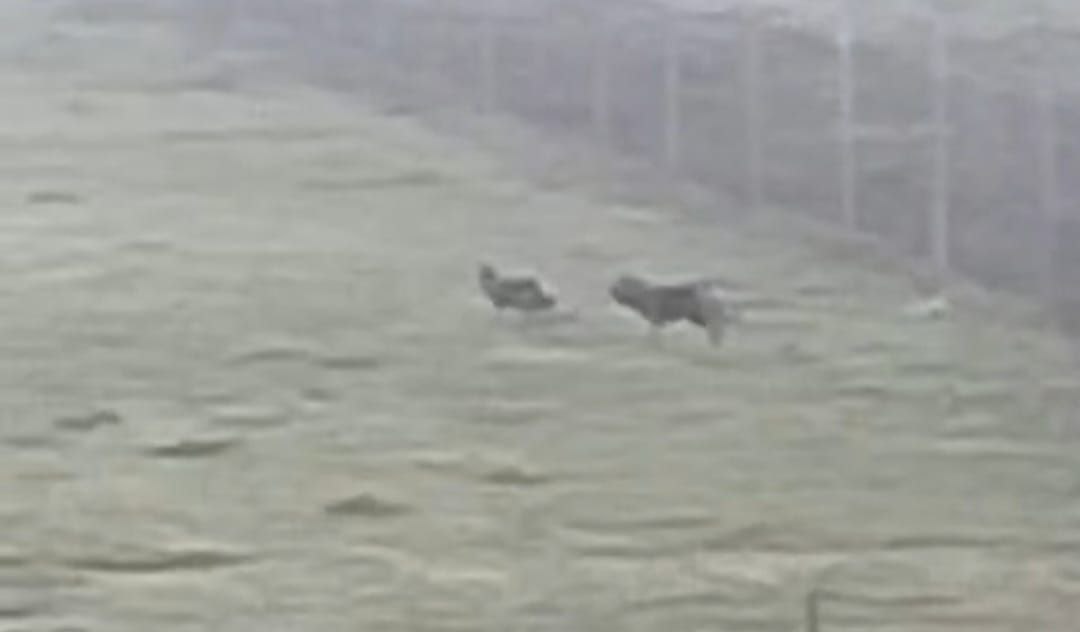 Lənkəran və Masallıda canavar təhlükəsi: Kəndlər təşviş içində -FOTO/VİDEO