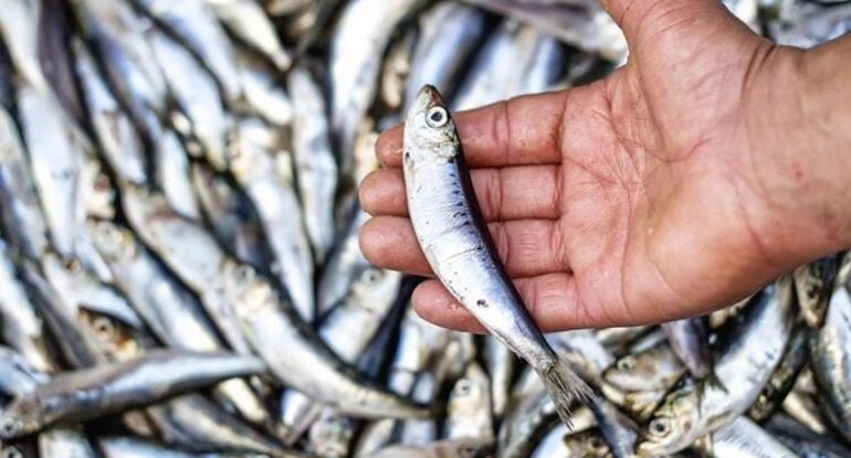 Bu balıq qan şəkərinin stabilləşdirilməsində ən faydalısıdır