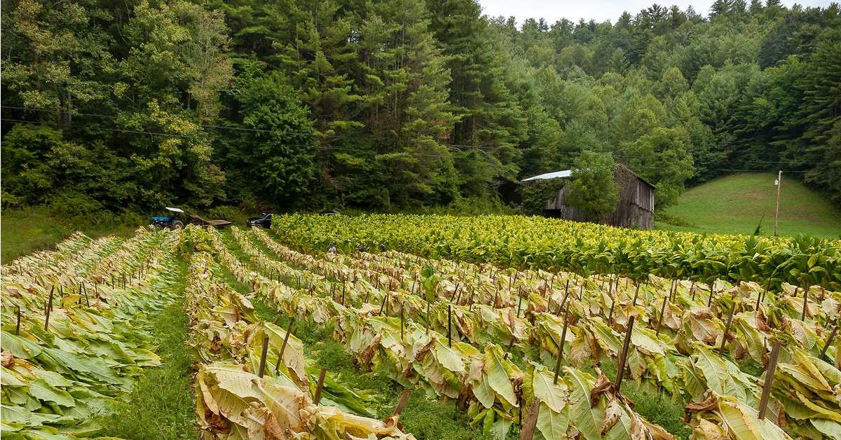 Azərbaycan yanvarda tütün ixracını artırıb, idxalını azaldıb
