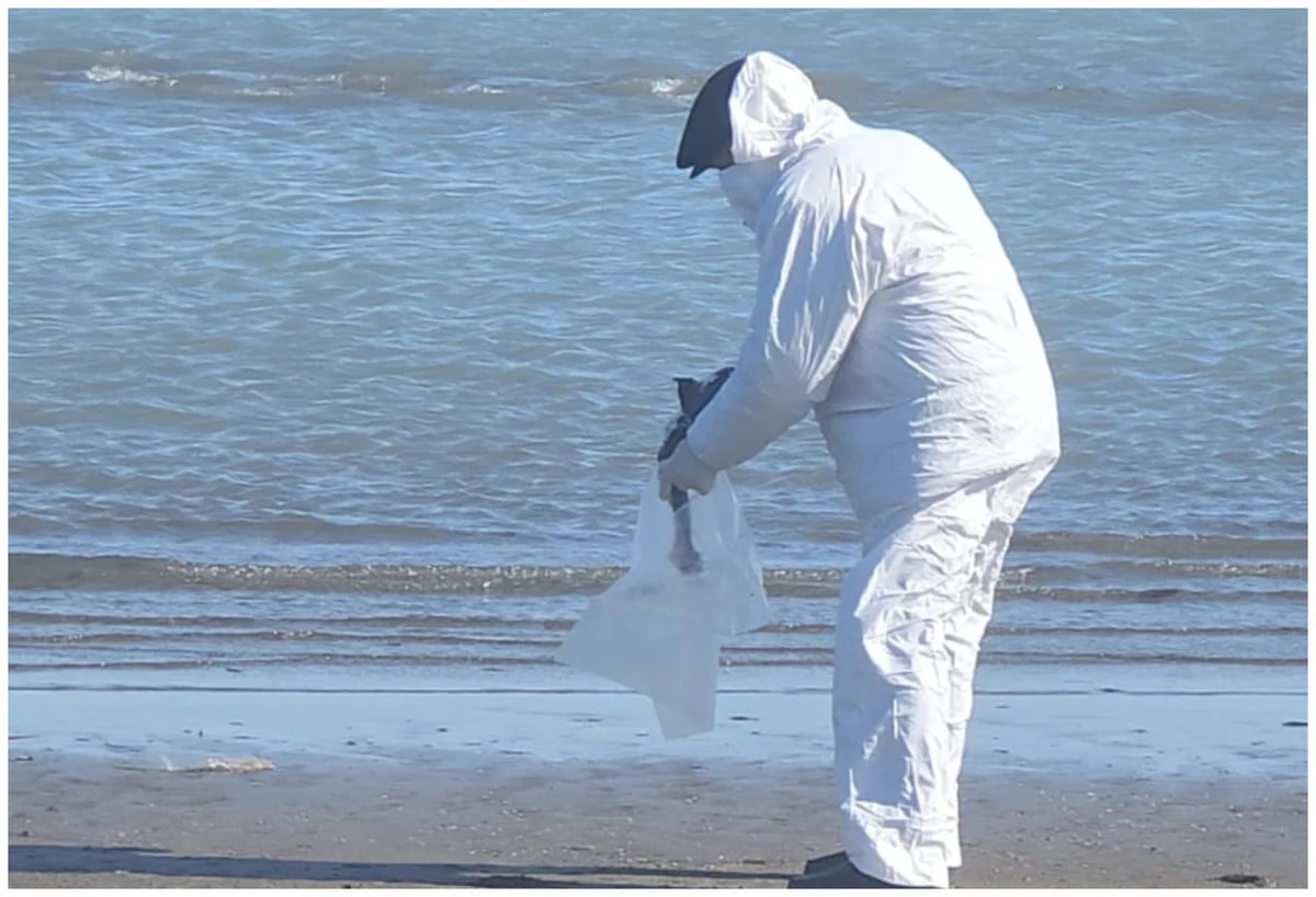 Dəniz kənarında tapılan quş cəsədlərində heyvan xəstəliyi aşkarlanıb? &ndash; FOTO