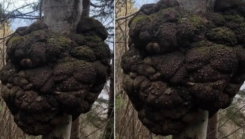 Ovçu meşədə gəzərkən tapdı: Dəyəri qızıl ilə müqayisə olunur