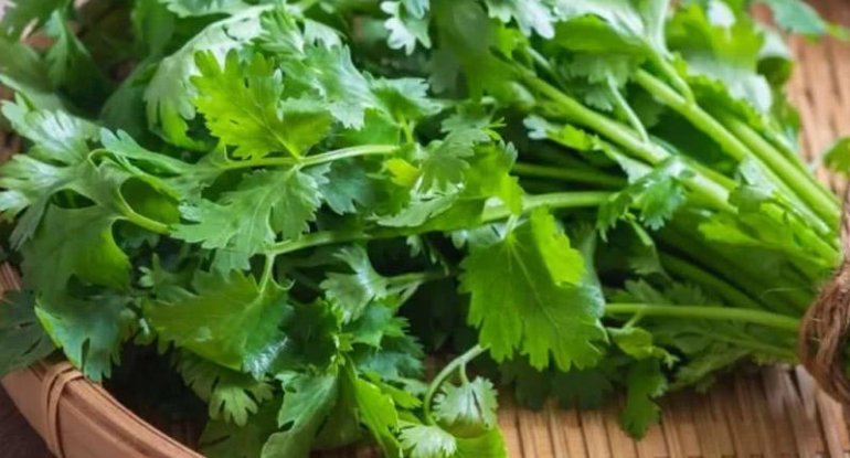 Ən güclü təsirli dərman mətbəxdədir - Keşnişin inanılmaz faydaları Ən güclü təsirli dərman mətbəxdədir - Keşnişin inanılmaz faydaları