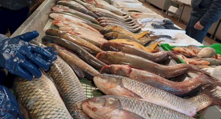 Bazarlarda 5 manata satılan məşhur balıq - Nəcislə qidalanır? Bazarlarda 5 manata satılan məşhur balıq - Nəcislə qidalanır?