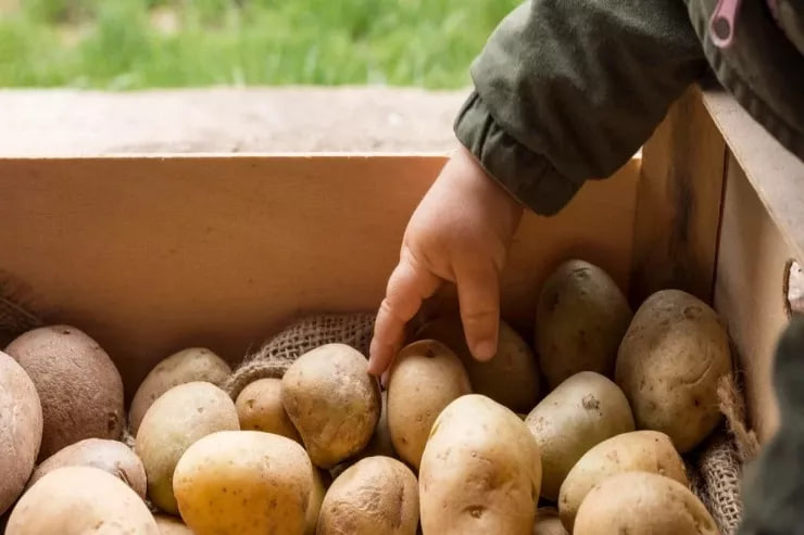 Bu kartofları yeməyin - Xəstəxanalıq olarsınız Bu kartofları yeməyin - Xəstəxanalıq olarsınız