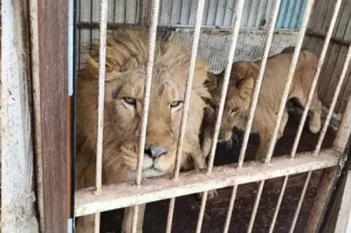 Şir 10 yaşlı məktəblini qəfəsinə sürüklədi