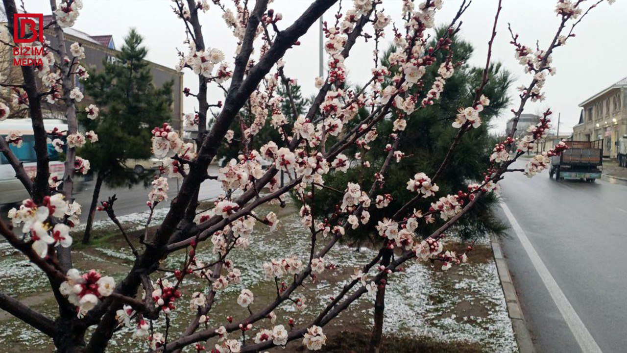 Vaxtsız yağan qar, fermerlərin narahatlığı – Məhsuldarlıq aşağı düşəcək? – FOTO Vaxtsız yağan qar, fermerlərin narahatlığı – Məhsuldarlıq aşağı düşəcək? – FOTO