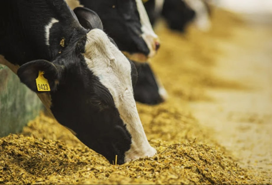 AQTA-dan fermerlərə ÇAĞIRIŞ: &ldquo;Heyvanları vaxtında&hellip;&rdquo;