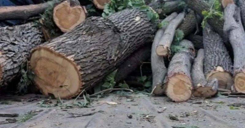 Bakı və daha 3 bölgədə yaşıllıqlara 63 min manatdan çox ZİYAN VURULDU