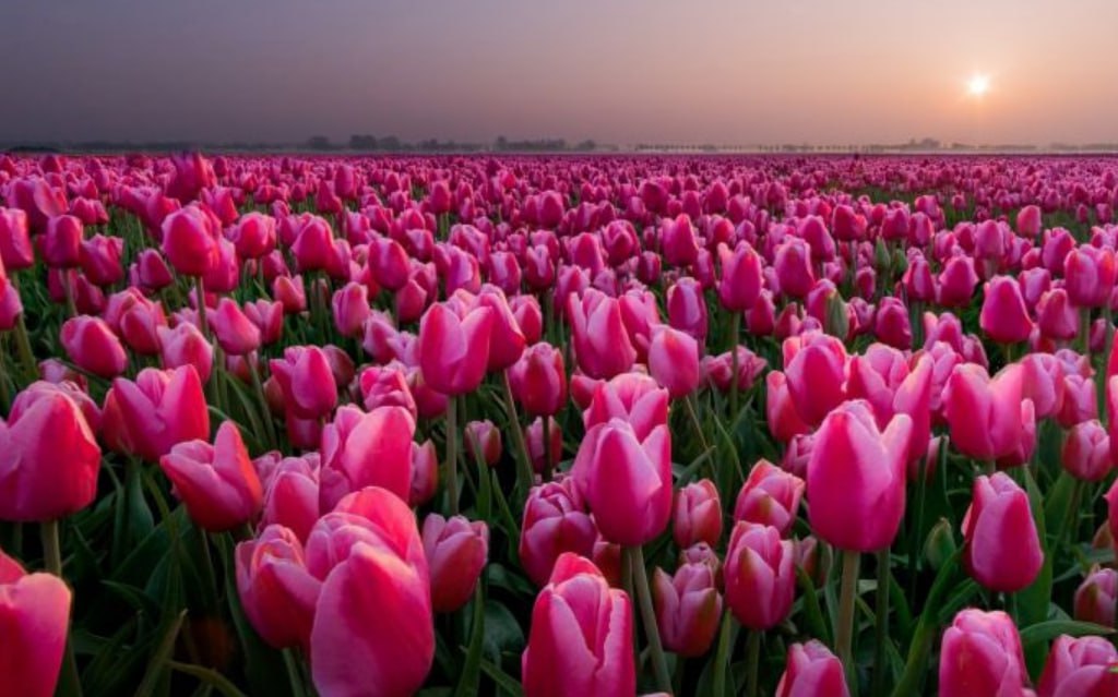 400 yaşını qeyd edən &ldquo;yeməli&rdquo; çiçəklər &ndash; Cəmi üç dənəsinə ev almaq mümkün idi