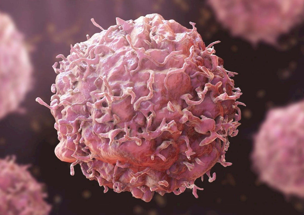 Xərçəngin dərmanı bu heyvanda imiş