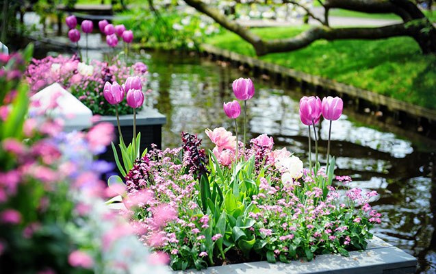 Azərbaycana yaz gəldi Azərbaycana yaz gəldi