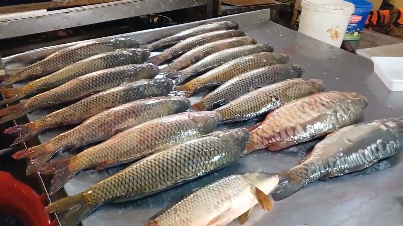 Balıq alarkən DİQQƏTLİ OLUN - VİDEO