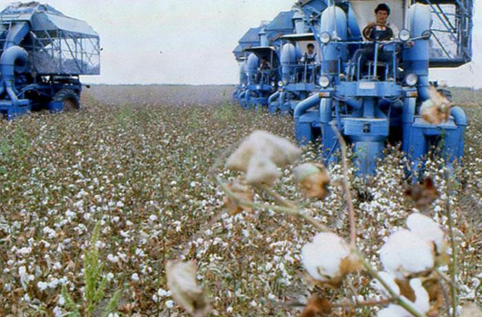 Azərbaycan pambıq ipliyi istehsalını artırıb