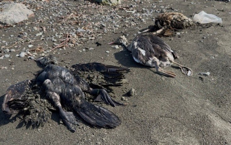 Lənkəranda köçəri quşlar kütləvi tələf oldu - FOTO Lənkəranda köçəri quşlar kütləvi tələf oldu - FOTO