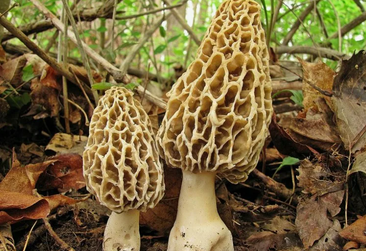 Günlərlə dağlarda axtarırlar: 2-3 kq tapan "qızıl tapmış kimi" sevinir