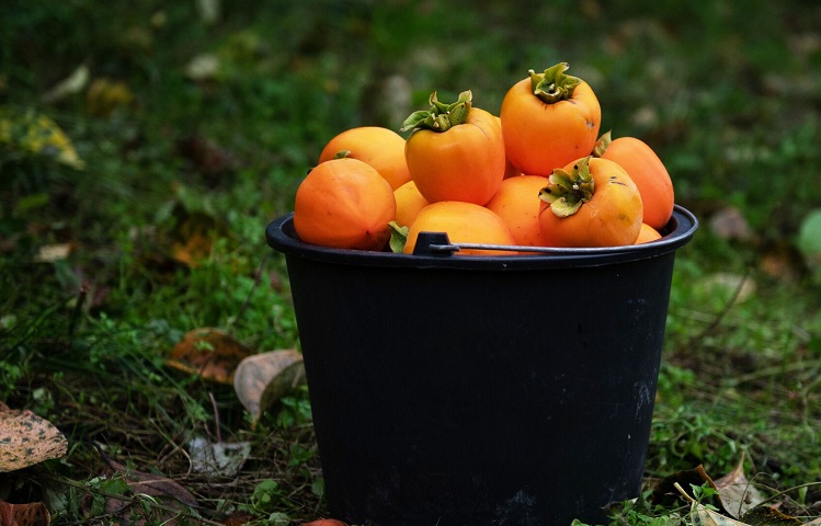 Azərbaycan xurma ixracını ARTIRDI