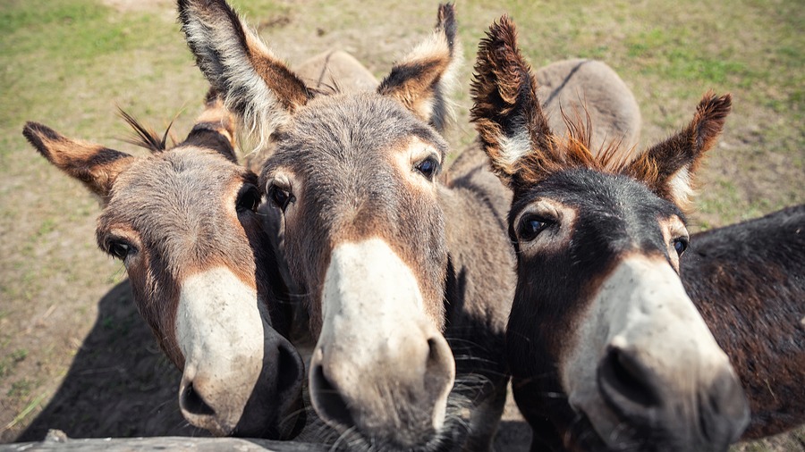 Uzunqulaqların sayı kəskin azalıb: Səbəb nədir? – VİDEO Uzunqulaqların sayı kəskin azalıb: Səbəb nədir? – VİDEO