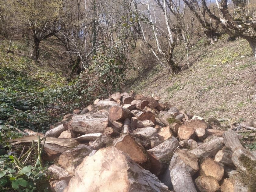 Oğuzda ağacların kəsilməsinə görə cinayət işi başlanılıb - FOTO Oğuzda ağacların kəsilməsinə görə cinayət işi başlanılıb - FOTO