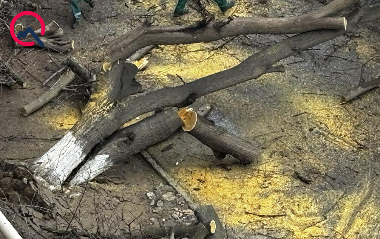 Qaraçuxurda ağac yola aşdı - Hərəkət məhdudlaşdı – FOTO Qaraçuxurda ağac yola aşdı - Hərəkət məhdudlaşdı – FOTO