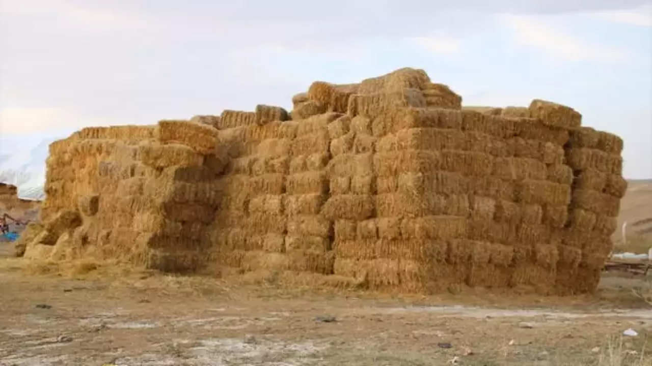 Yevlaxda ot bağlamalarının üzərindən yıxılan 72 yaşlı kişi vəfat etdi Yevlaxda ot bağlamalarının üzərindən yıxılan 72 yaşlı kişi vəfat etdi