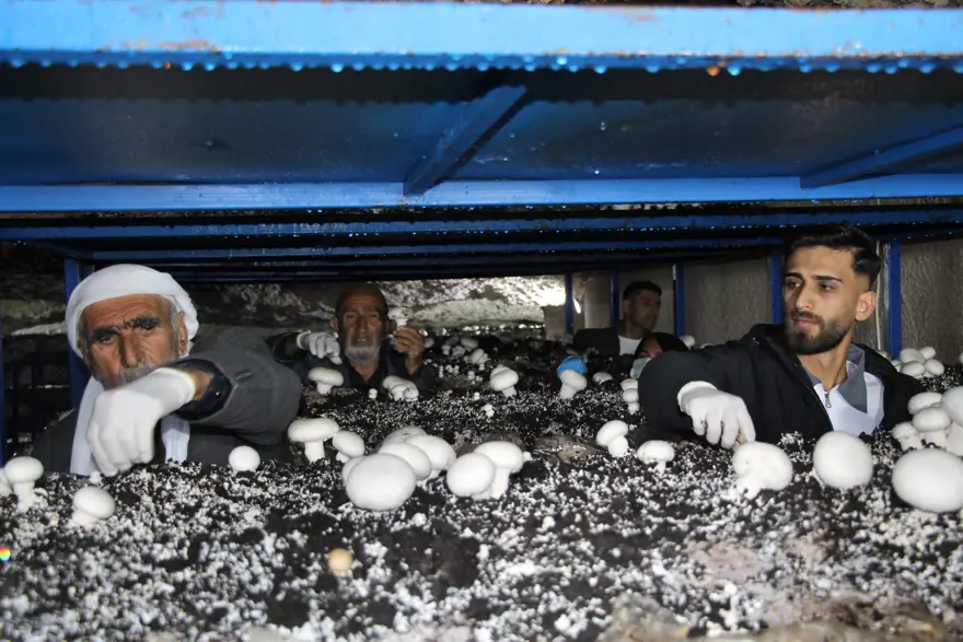 2 min illik mağaranı çörək ağacına çevirdi: Ayda 3 ton məhsul götürür – FOTO 2 min illik mağaranı çörək ağacına çevirdi: Ayda 3 ton məhsul götürür – FOTO