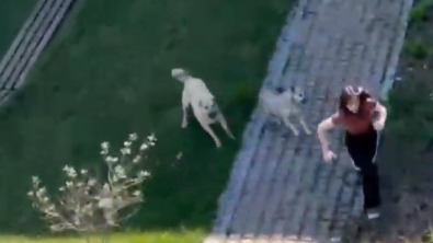 Bakıda tələbə qıza sahibsiz itlər hücum edib - VİDEO Bakıda tələbə qıza sahibsiz itlər hücum edib - VİDEO