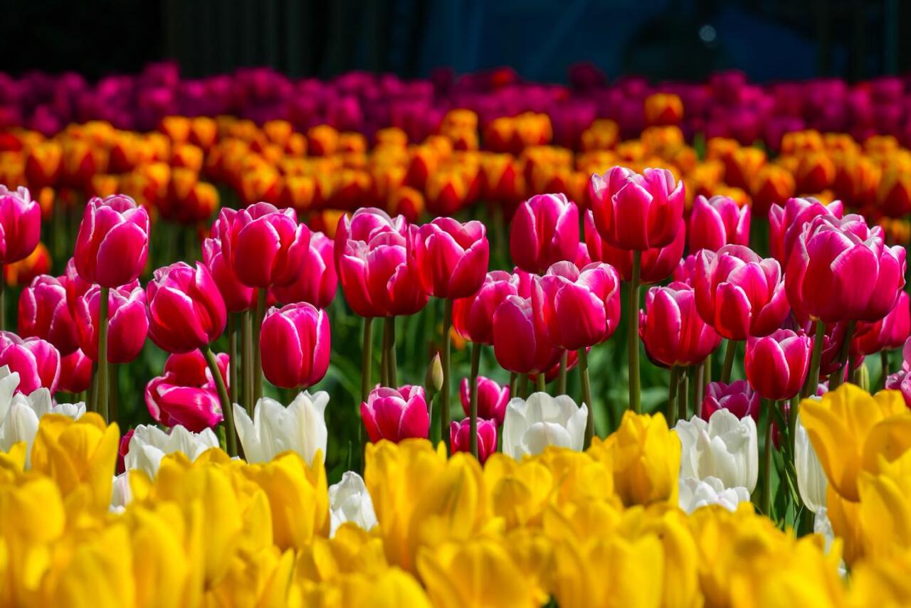 Bakı bulvarı dağlalələri ilə yenidən rəngə boyandı - FOTOlar