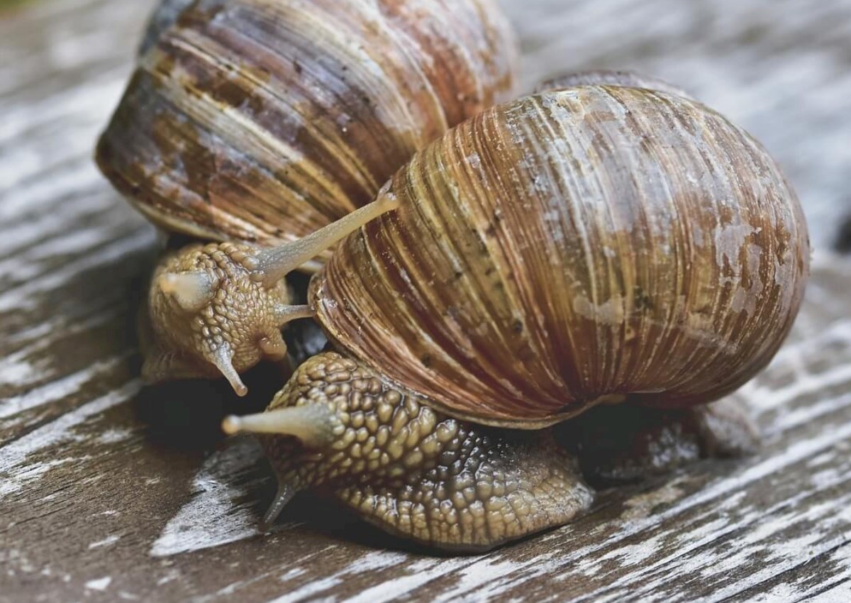 Həyətdəki ilbizlərdən necə qurtulmaq olar?