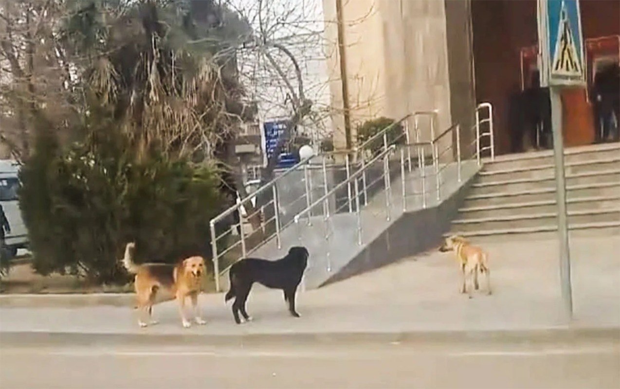 Biləsuvarda 15 gündə 26 nəfəri it dişləyib - 9-u uşaqdır