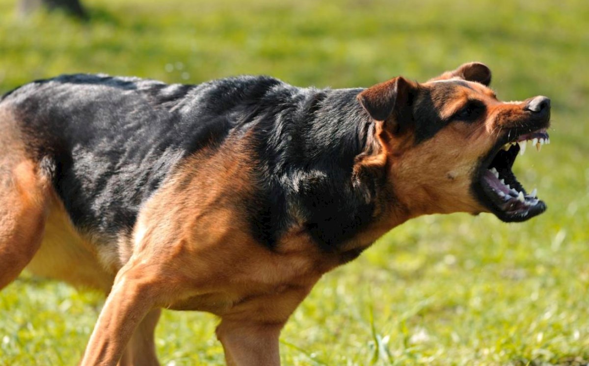 2 həftə ərzində Biləsuvarda 26 nəfəri it dişləyib