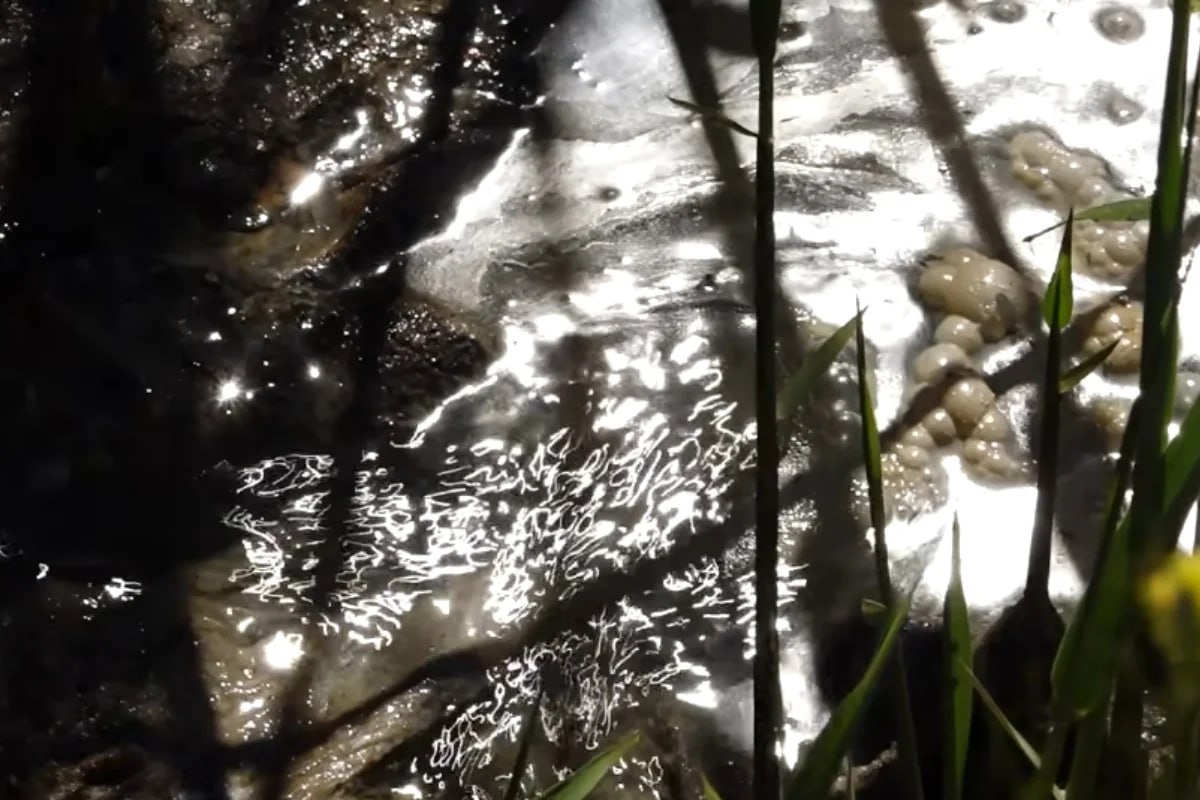 Zığ sakinləri təhlükə içində: "Uşaq gözümün qabağında kanala düşdü" - VİDEO Zığ sakinləri təhlükə içində: "Uşaq gözümün qabağında kanala düşdü" - VİDEO