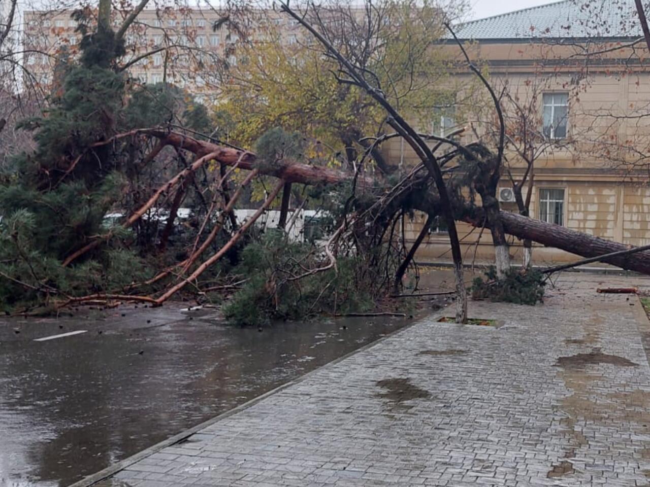 Bakıda ağac aşdı - Yol bağlandı Bakıda ağac aşdı - Yol bağlandı