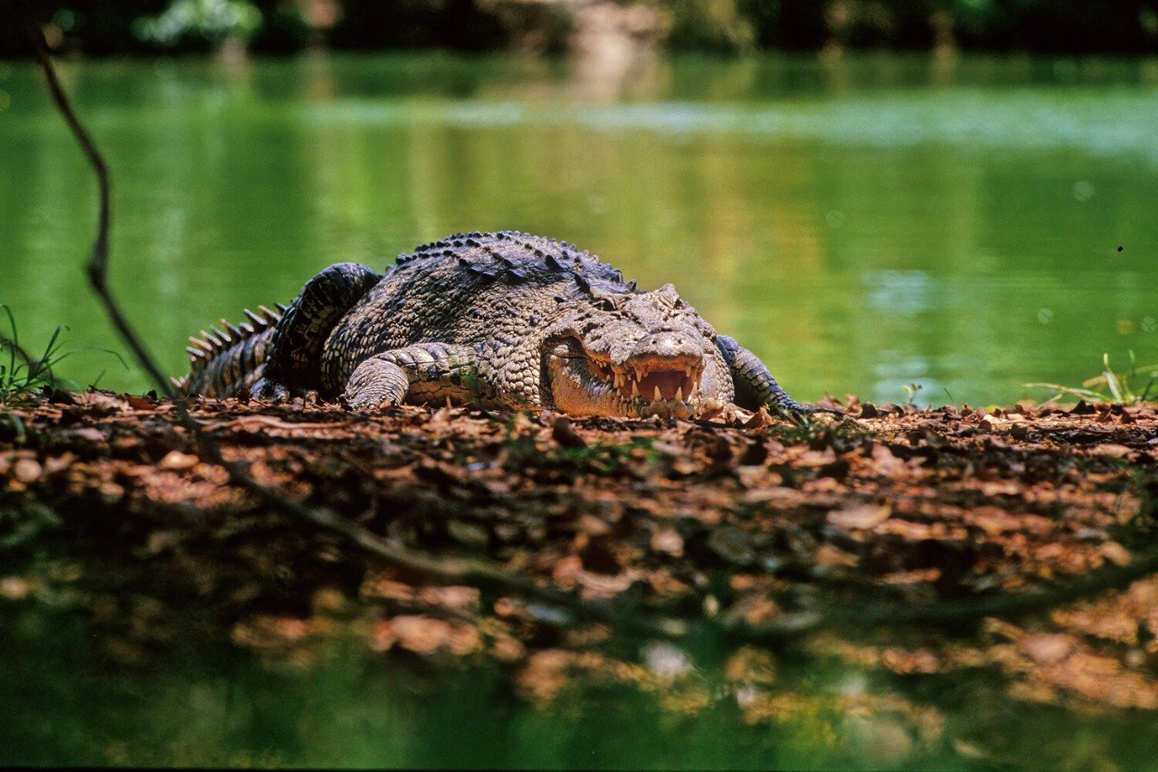 Hindistanda qeyri-adi TAKTİKA &ndash; Sərhədi ilan və timsahlar qoruya bilər